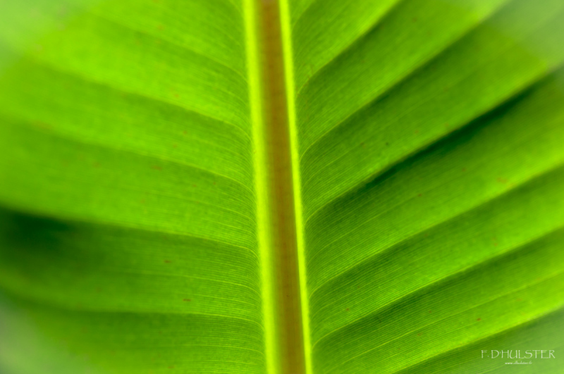 fdh_6676-modifierpre-1200