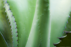 Cactées
