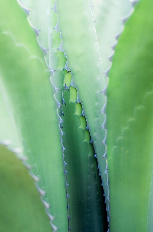 FDH_6243pre_792_1200