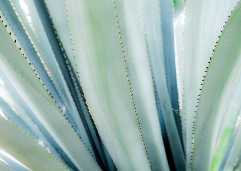 FDH_6246pre_1200_851