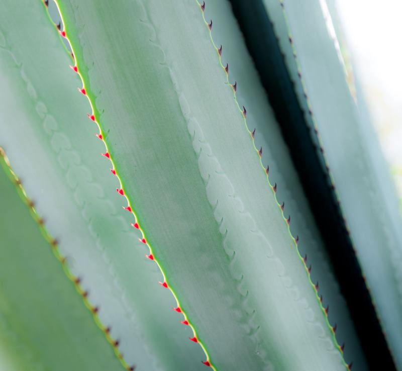 FDH_6251pre_1200_1107