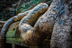 Des-racines-et-des-pierres---Angkor---Cambodge