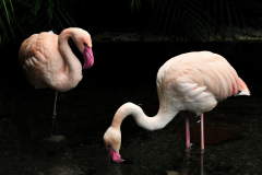 Flamands-roses