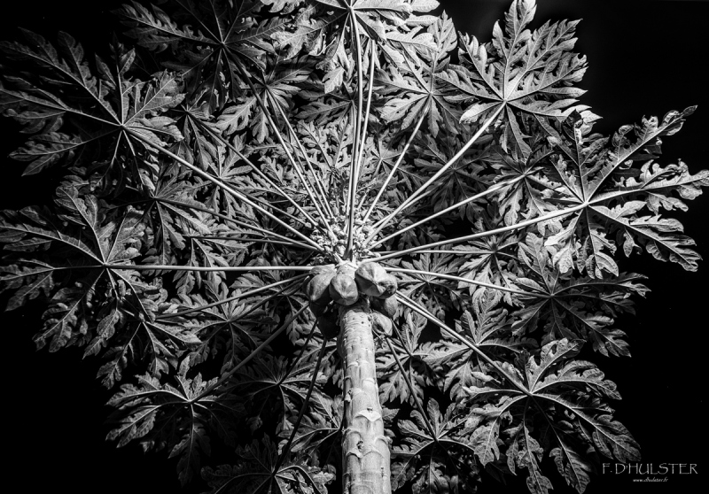 fdh_1088-modifier-1200