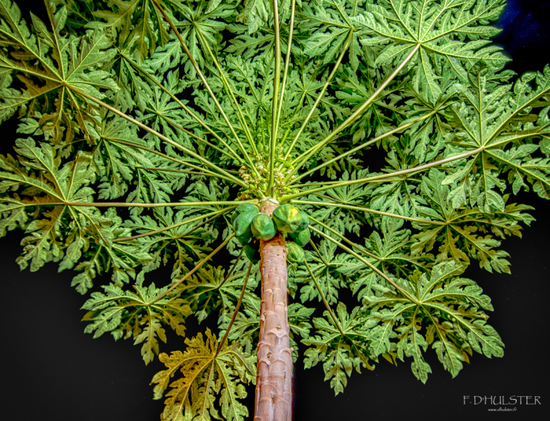 fdh_1091_hdr-1200