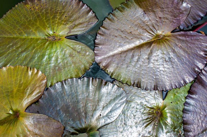 FDH_6202pre-2_1200_795