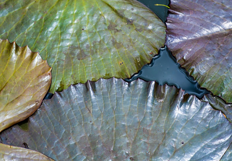 FDH_6207pre-2_1200_832