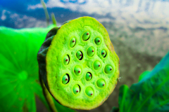 Fleurs,-feuilles-et-tiges