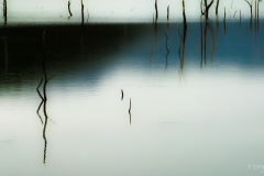 Forêt-noyée---Nouvelle-Calédonie