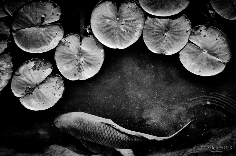 fdh_4698-modifier-1200