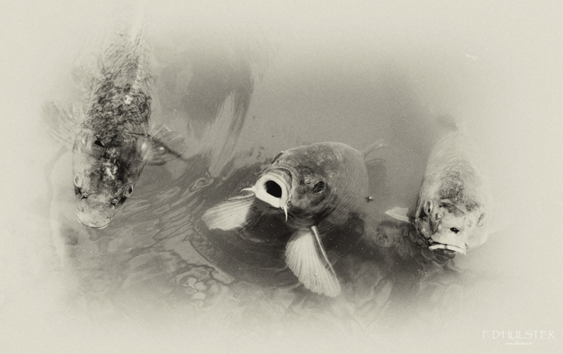 fdh_5321-modifier-1200