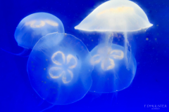 Méduses-et-poissons-argentés