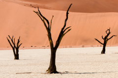 arbres-fantomes-de-sossusvlei-namibie