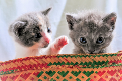 chatons