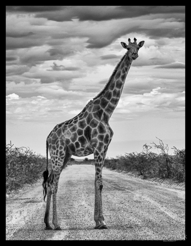 fdh_1339-modifier-1200