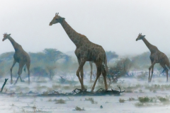 girafes-detosha-namibie