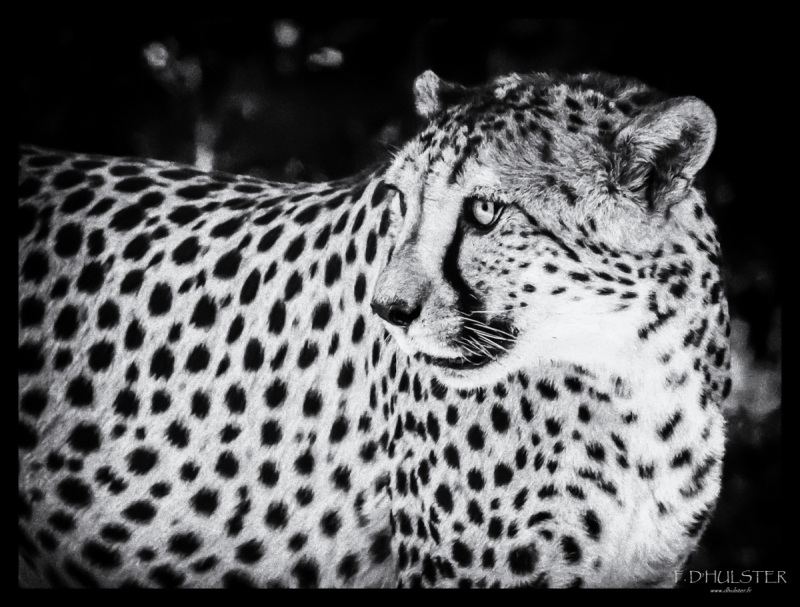 fdh_0989-modifier-1200