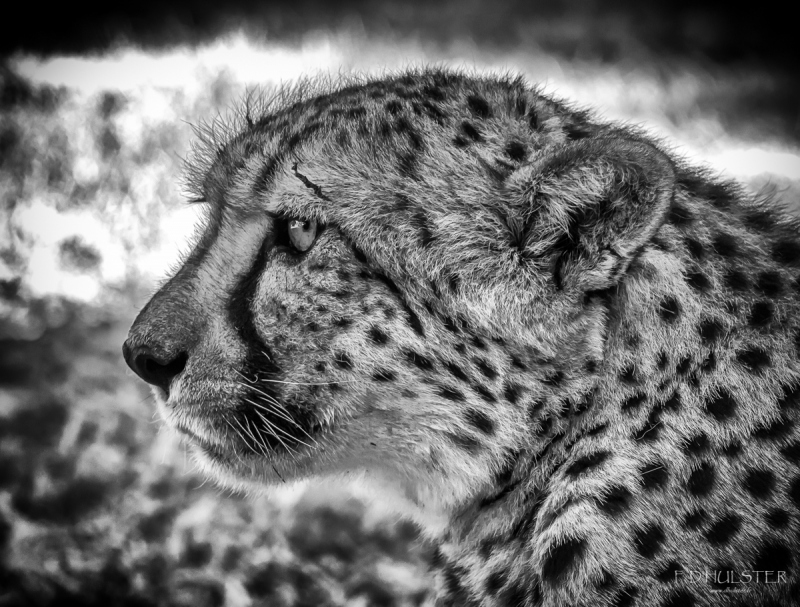 fdh_0997-modifier-1200