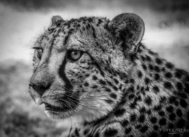 fdh_1001-modifier-1200