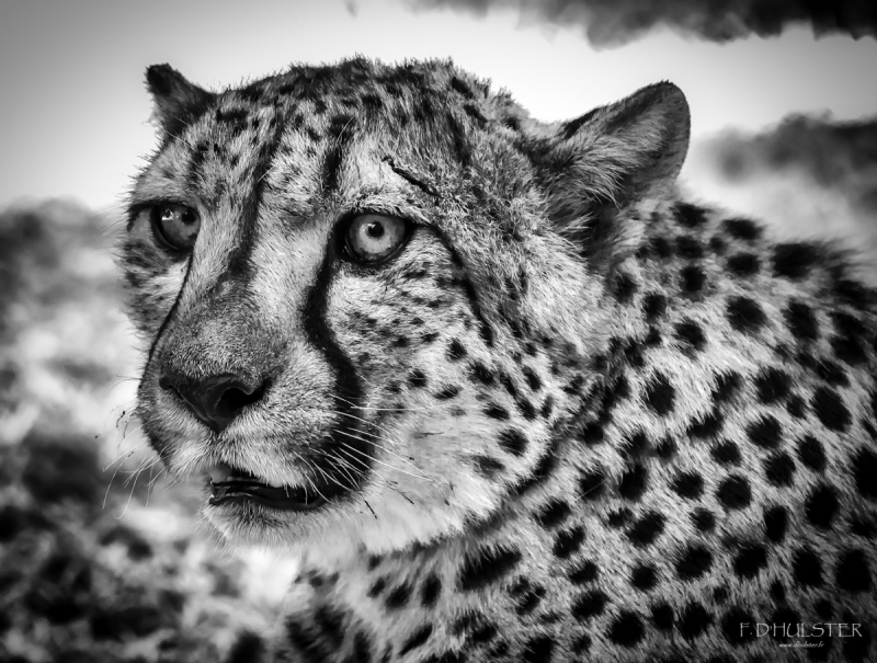 fdh_1003-modifier-1200