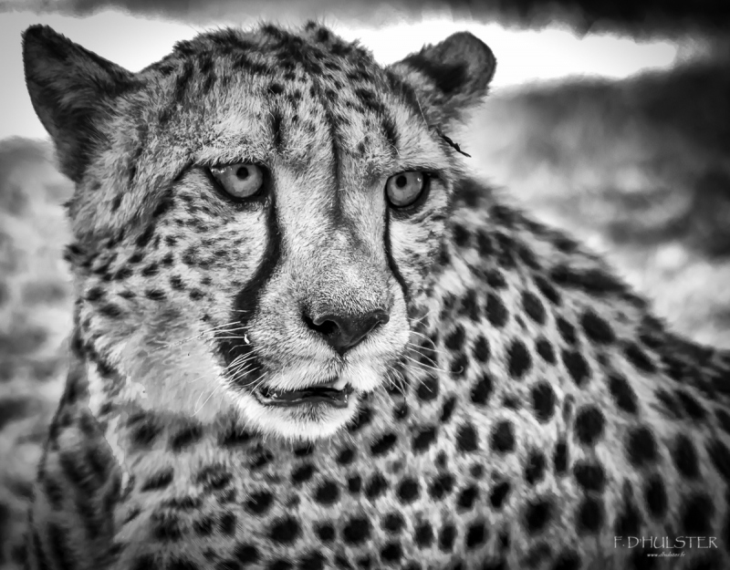 fdh_1004-modifier-1200