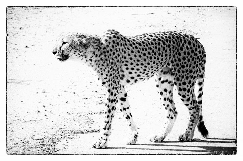 fdh_1021-modifier-1200