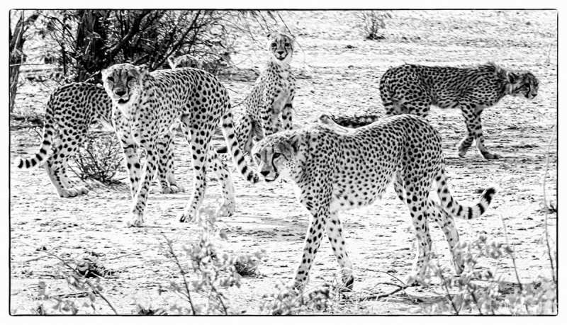 fdh_1025-modifier-1200