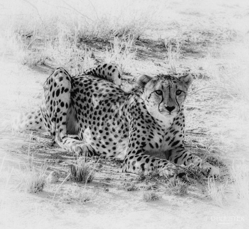 fdh_1063-modifier-1200