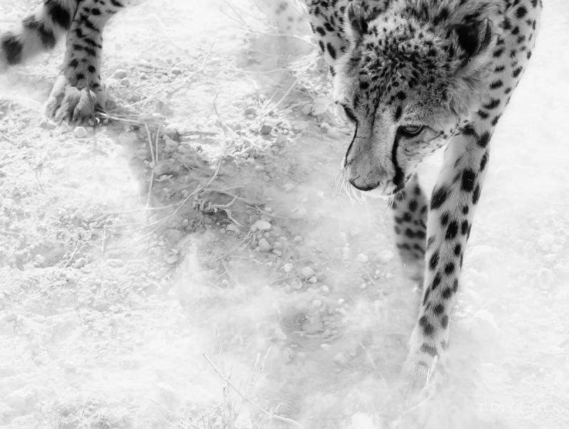 fdh_1078-modifier-1200