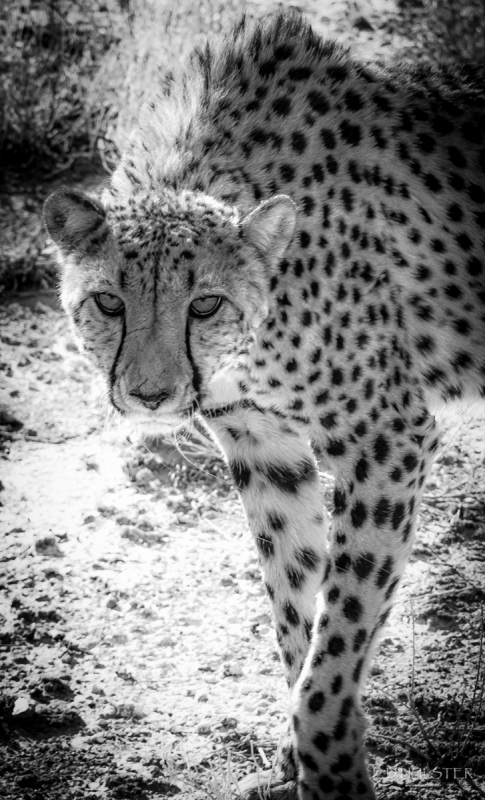 fdh_1083-modifier-1200