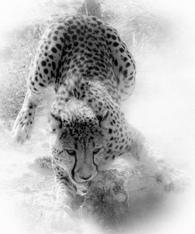 fdh_1088-modifier-2-1200