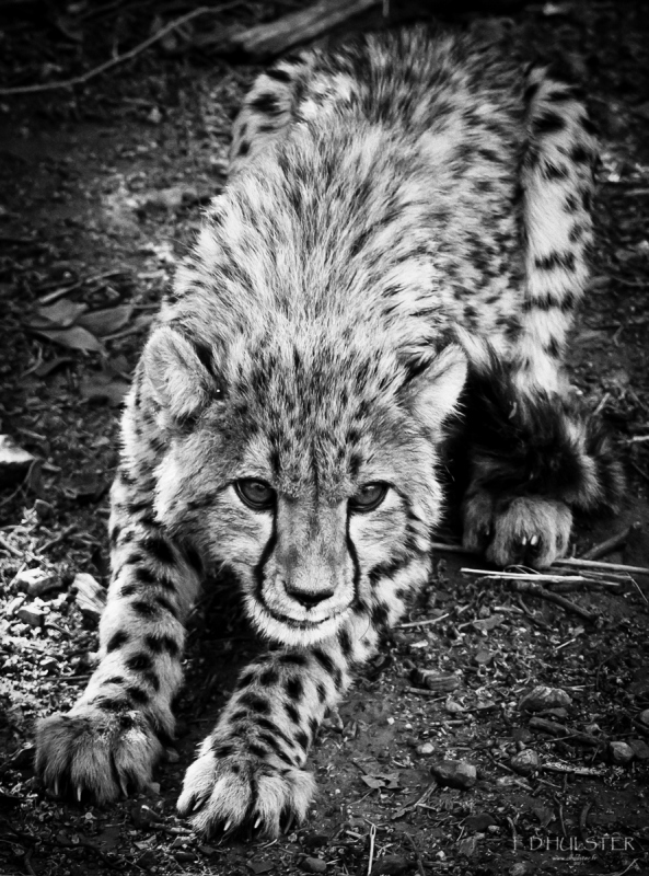 fdh_1106-modifier-1200