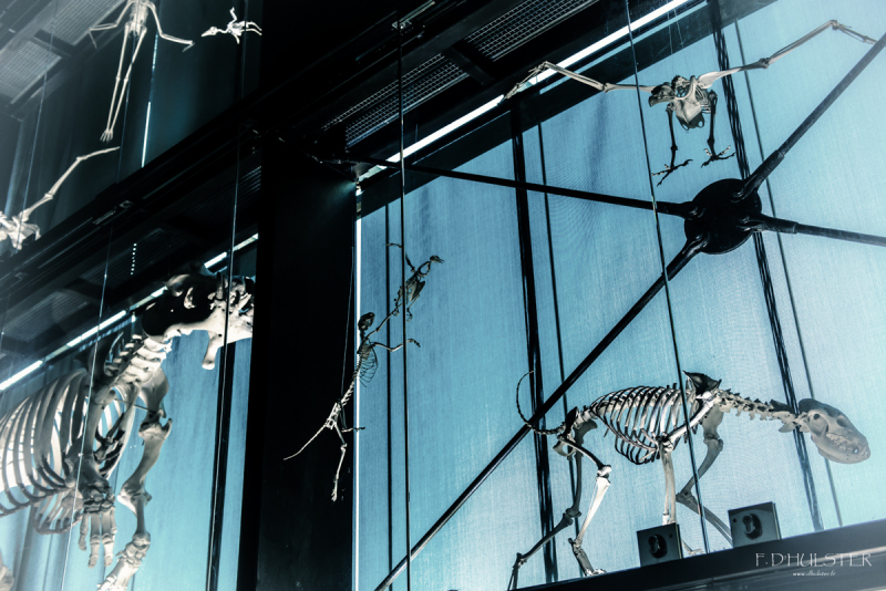 fdh_8090-modifier-1200