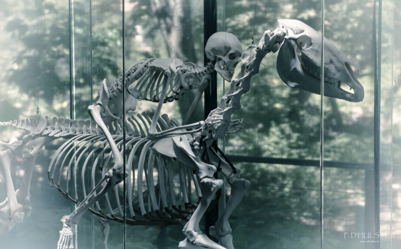 fdh_8095-modifier-1200