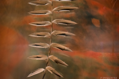 museum-dhistoire-naturelle-toulouse