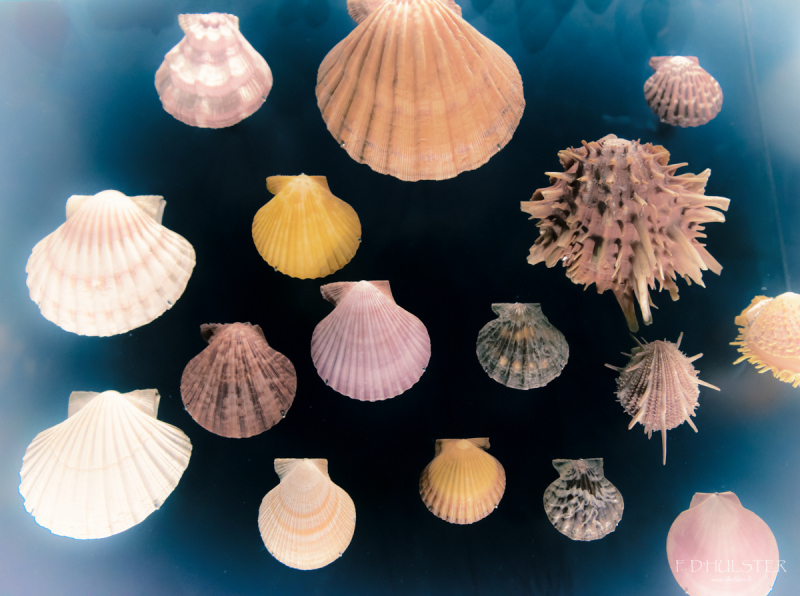 fdh_8117-modifier-1200