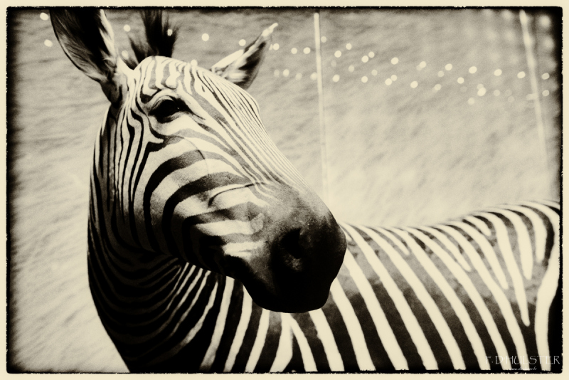 fdh_8118-modifier-1200