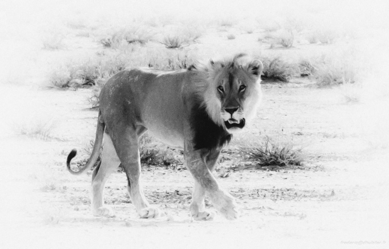 fdh_1204-modifier-800