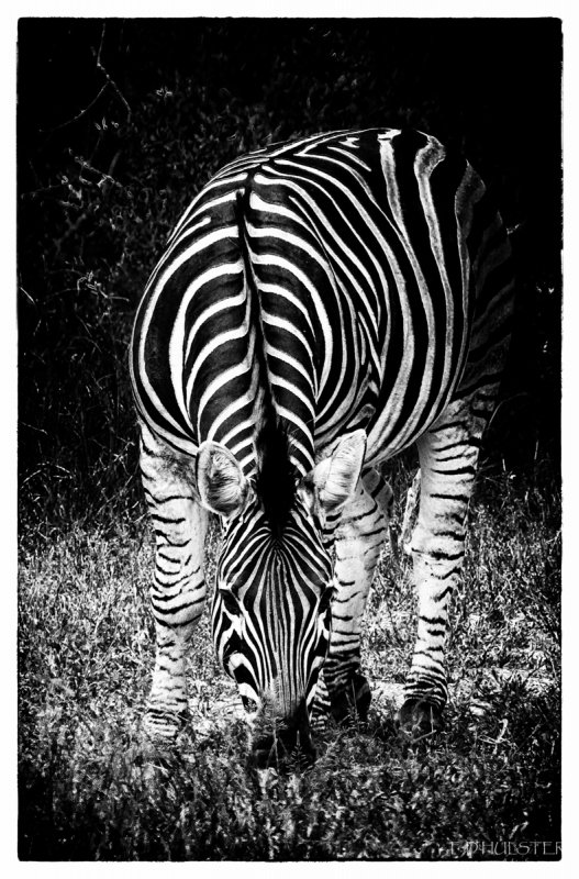 img_8730-modifier-1200