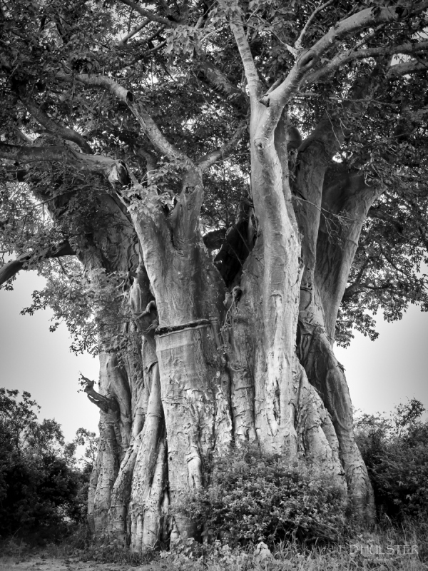 img_8847-modifier-1200