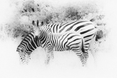 parc-kruger-afrique-du-sud