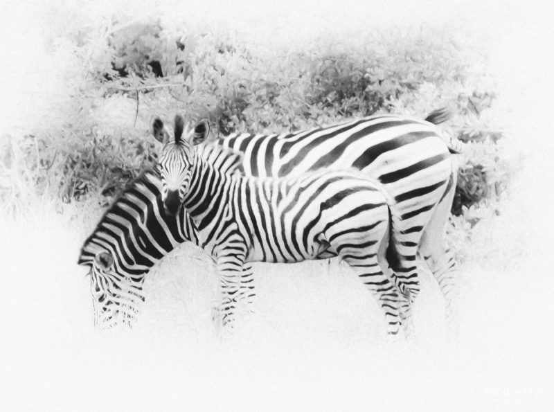 img_8896-modifier-1200