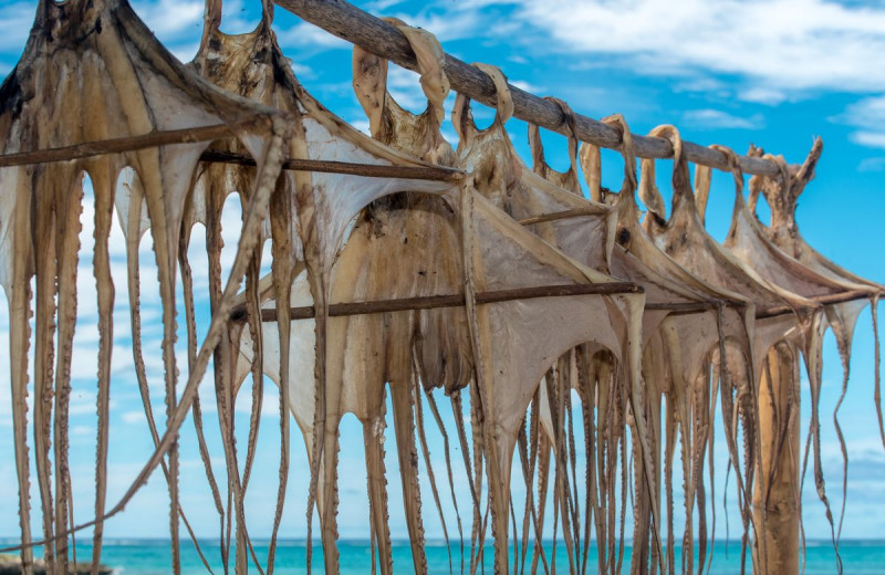 fdh_4762pre_1200_780