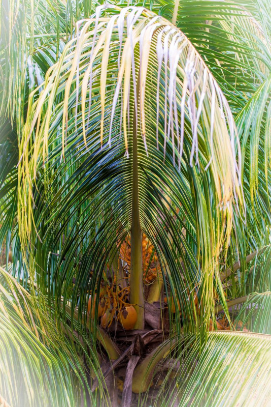 fdh_4822pre_801_1200