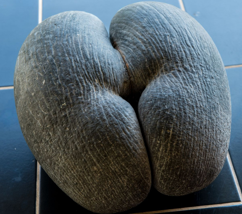 FDH_6975pre_1200_1060