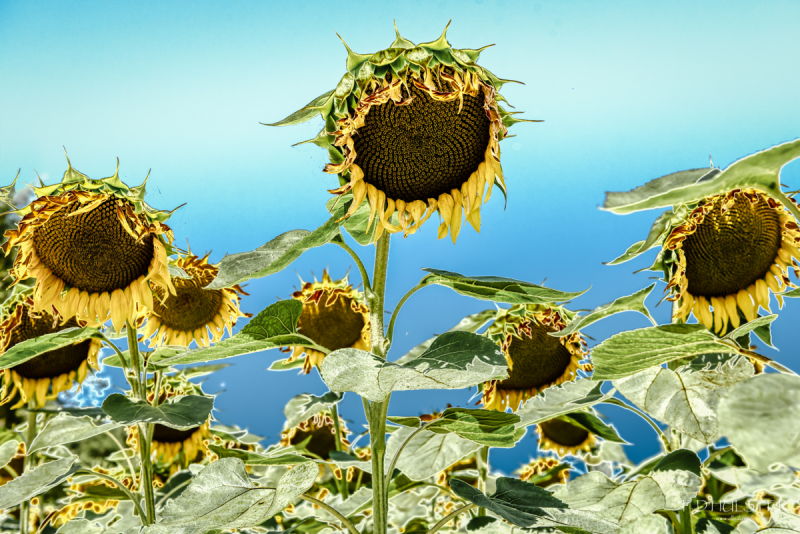 fdh_8159-modifier-1200