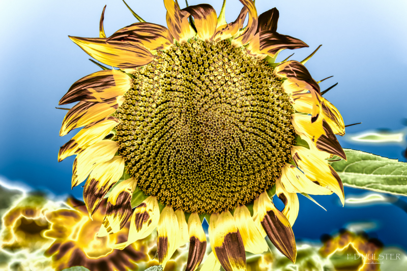 fdh_8164-modifier-1200