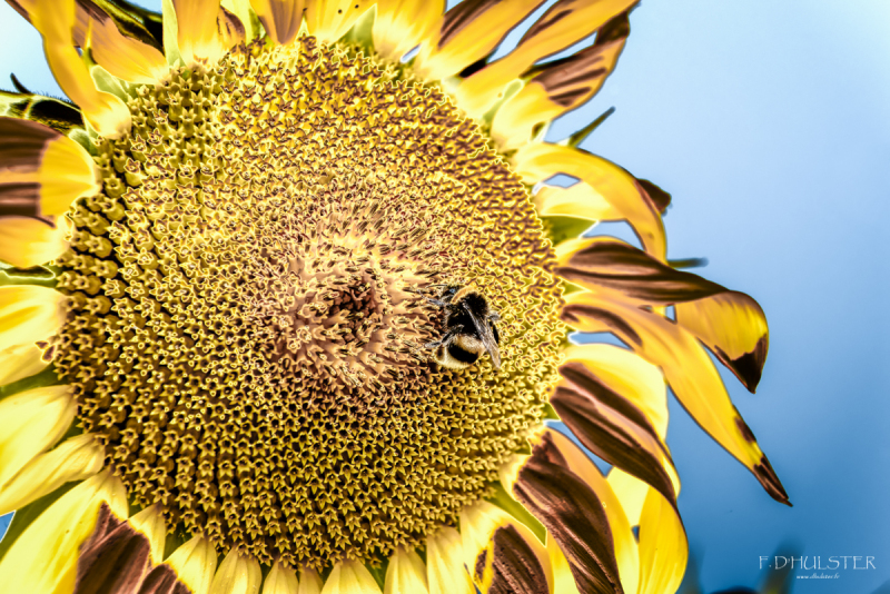 fdh_8168-modifier-1200