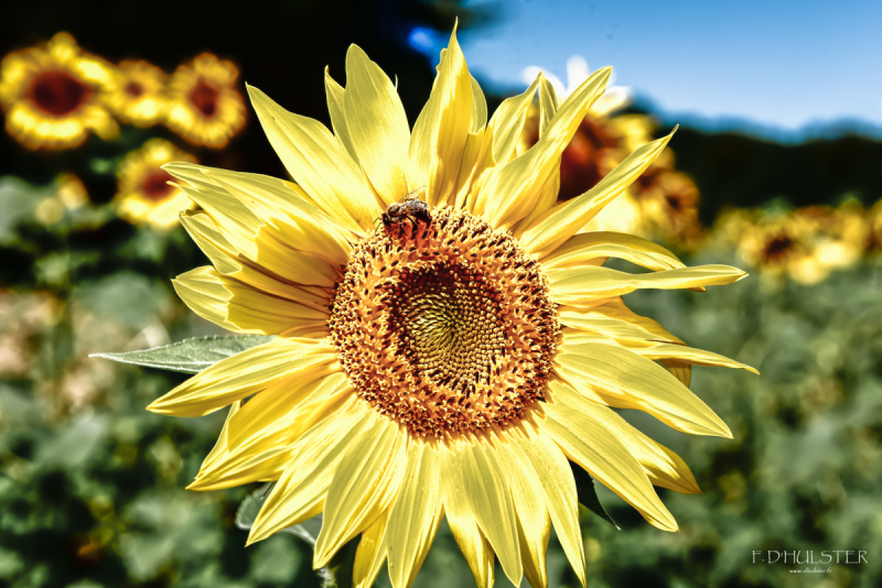 fdh_8180-modifier-1200